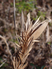 Dichanthelium scabriusculum