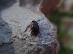 Coptotomus
