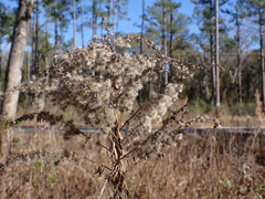 Eupatorium compositifolium