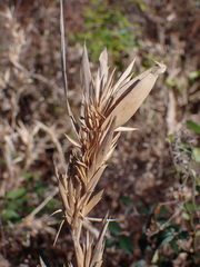 Dichanthelium scabriusculum