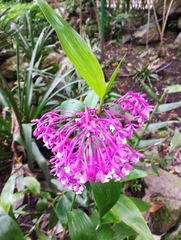 Epidendrum syringothyrsus
