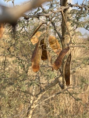 Senegalia senegal