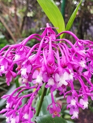 Epidendrum syringothyrsus