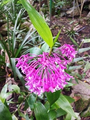 Epidendrum syringothyrsus