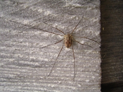 Phalangium opilio