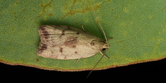 Euchaetis inceptella