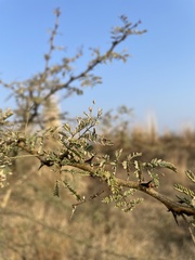 Senegalia senegal