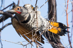 Colaptes auratus luteus × cafer