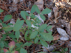 Rubus cuneifolius