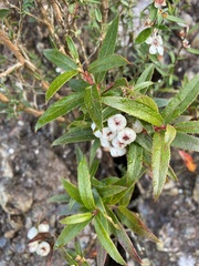 Gaultheria hispida