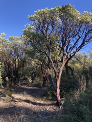 Arctostaphylos manzanita