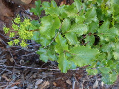 Tauschia arguta