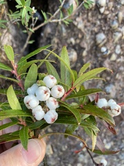 Gaultheria hispida
