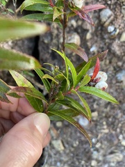 Gaultheria hispida