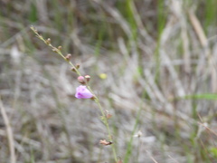 Agalinis maritima
