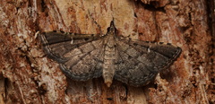 Metasia capnochroa