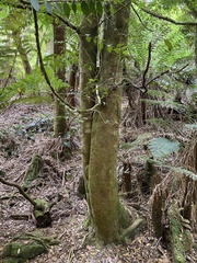 Atherosperma moschatum