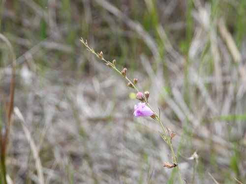 Image of Agalinis fasciculata by (c) Jared Shorma, some rights reserved (CC BY)