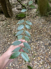 Atherosperma moschatum