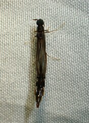 Lymexylidae