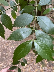 Atherosperma moschatum