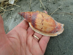Alcithoe arabica