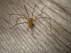 Phalangium opilio