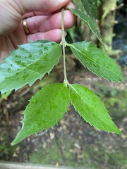 Atherosperma moschatum