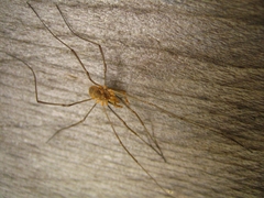 Phalangium opilio