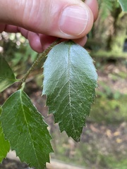 Atherosperma moschatum