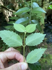 Atherosperma moschatum