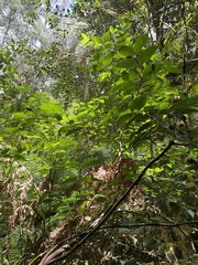 Atherosperma moschatum