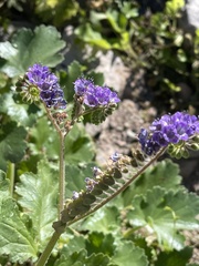 Phacelia scariosa