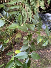 Atherosperma moschatum