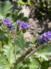 Phacelia scariosa