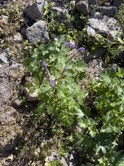 Phacelia scariosa