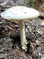 Amanita farinacea