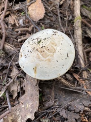 Amanita farinacea