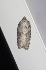 Acleris pulverosana