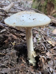 Amanita farinacea