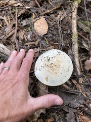Amanita farinacea