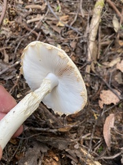 Amanita farinacea