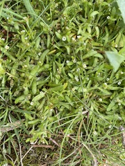 Plagiobothrys scouleri