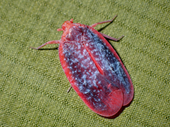 Achilus flammeus