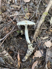 Amanita farinacea