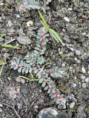 Euphorbia conferta