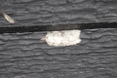 Acleris pulverosana