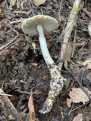 Amanita farinacea