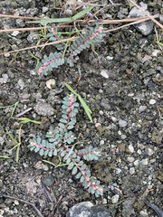 Euphorbia conferta