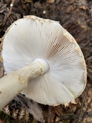 Amanita farinacea